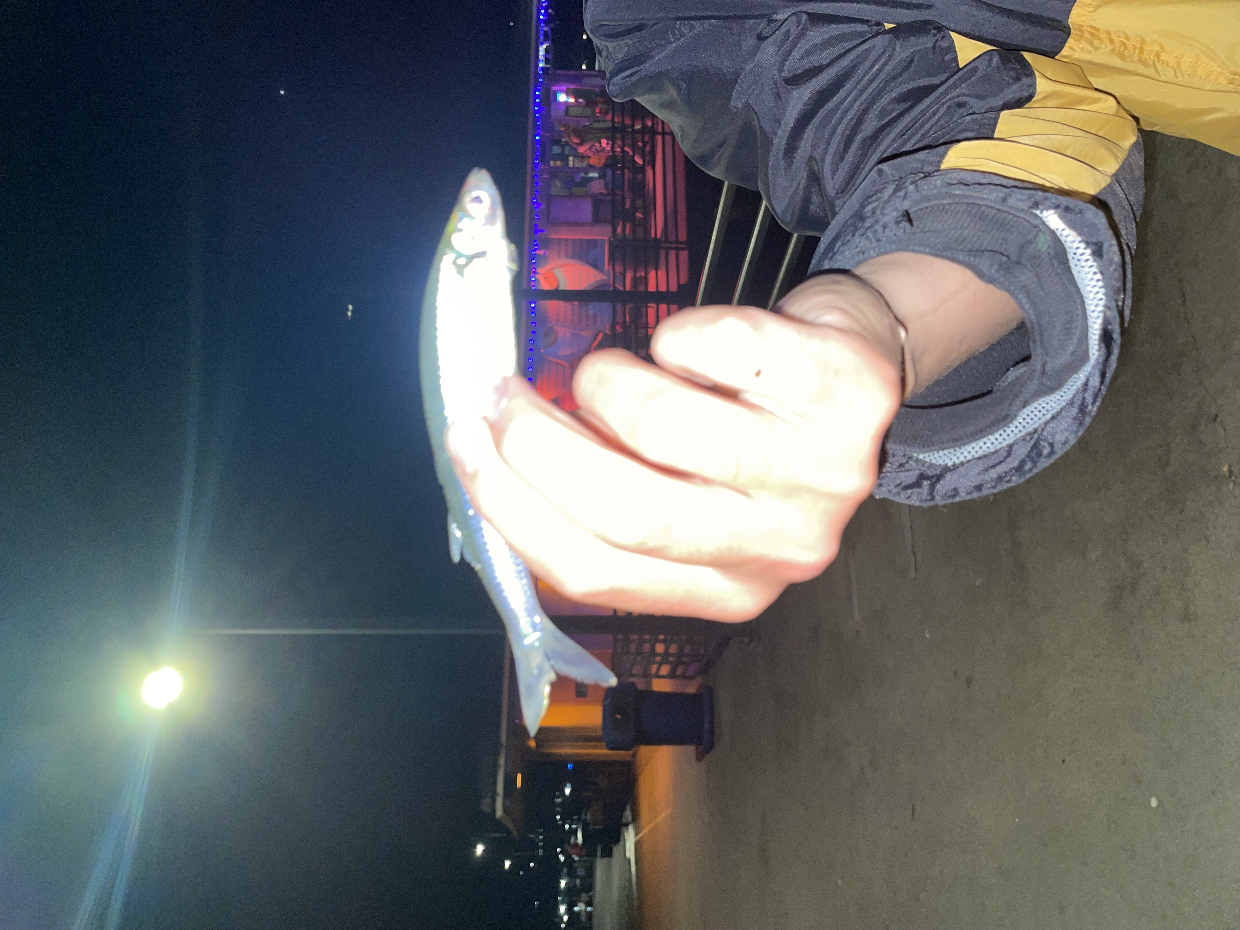 Feb 16 fish 1