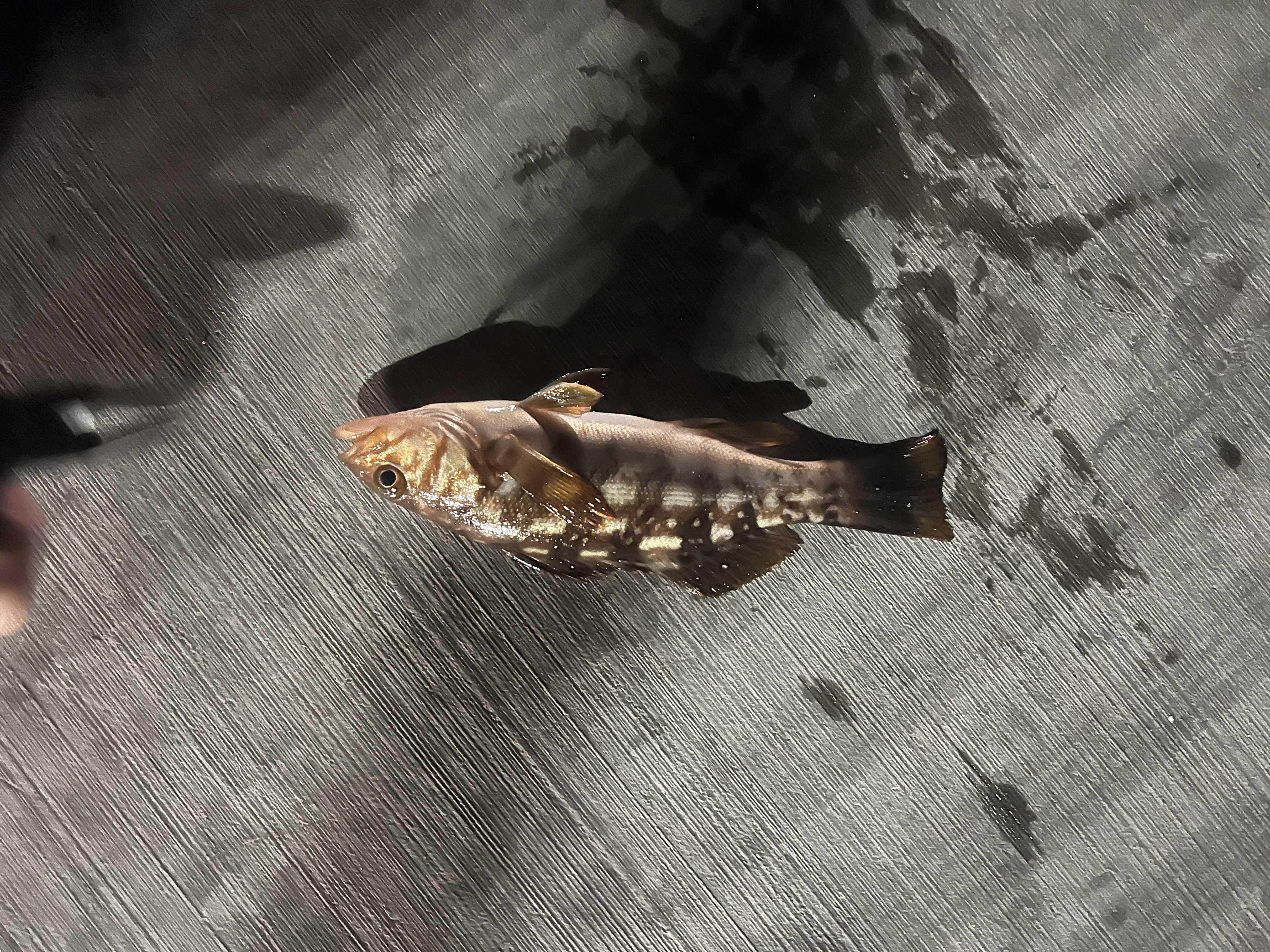 Mar 12 fish